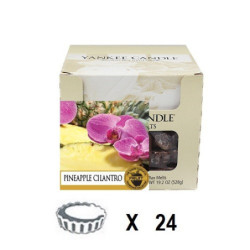Ananas Coriandre x 24